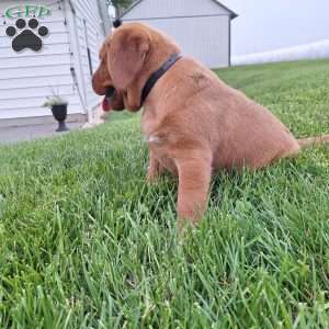 Hazel, Fox Red Labrador Retriever Puppy